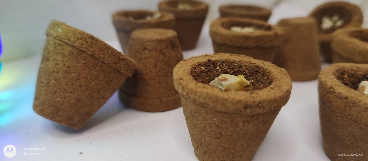 Gaudhuni Sambrani Cup & Stand