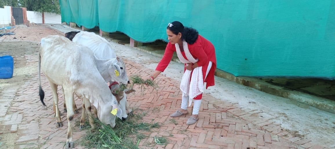 गौ सेवा में समर्पित - श्रीमती रीता तिवारी की प्रेममयी देखभाल