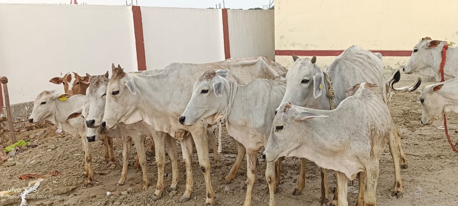 Gaudhuni Gaushala