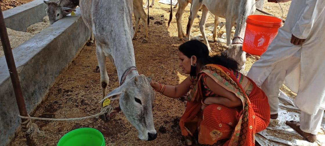 श्रीमती रीता तिवारी गौशाला में गौवंश की देखभाल करती हुई